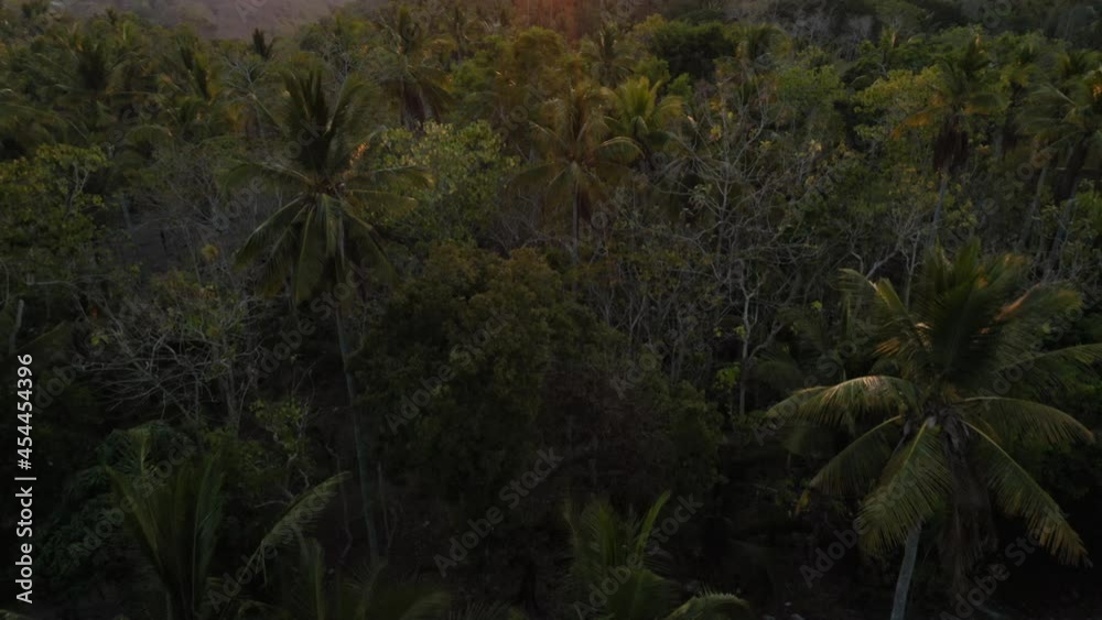 aerial view palm trees drone flying over tropical forest above canopy at sunrise beautiful green landscape of indonesia travel journey