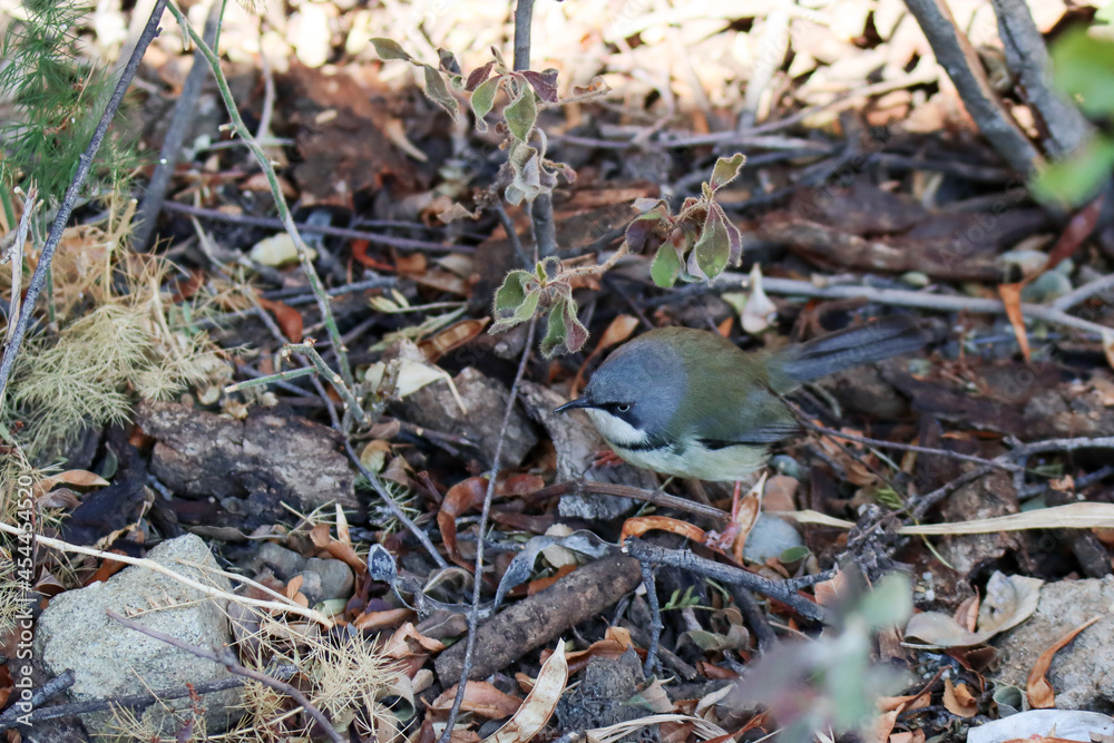 Mountain Zebra National Park, South Africa: Bar-throated apalis - Apalis thoracica