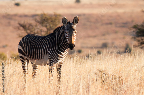 Mountain Zebra National Park, South Africa: Portrait of a Mountain Zebra, Zebra equus, once hunted to near extinction photo