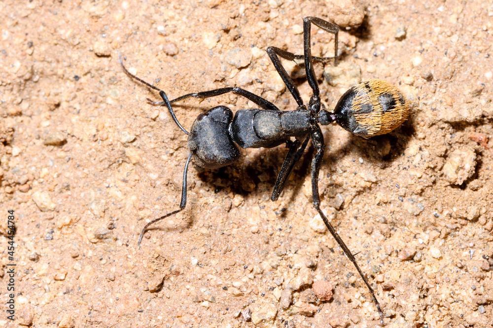 Mountain Zebra National Park, South Africa: ant at nest