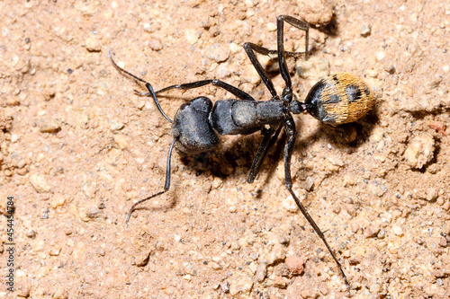 Mountain Zebra National Park, South Africa: ant at nest © Peter