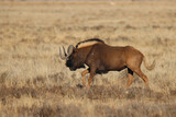 Mountain Zebra National Park, South Africa: Connochaetes gnou the Black wildebeest