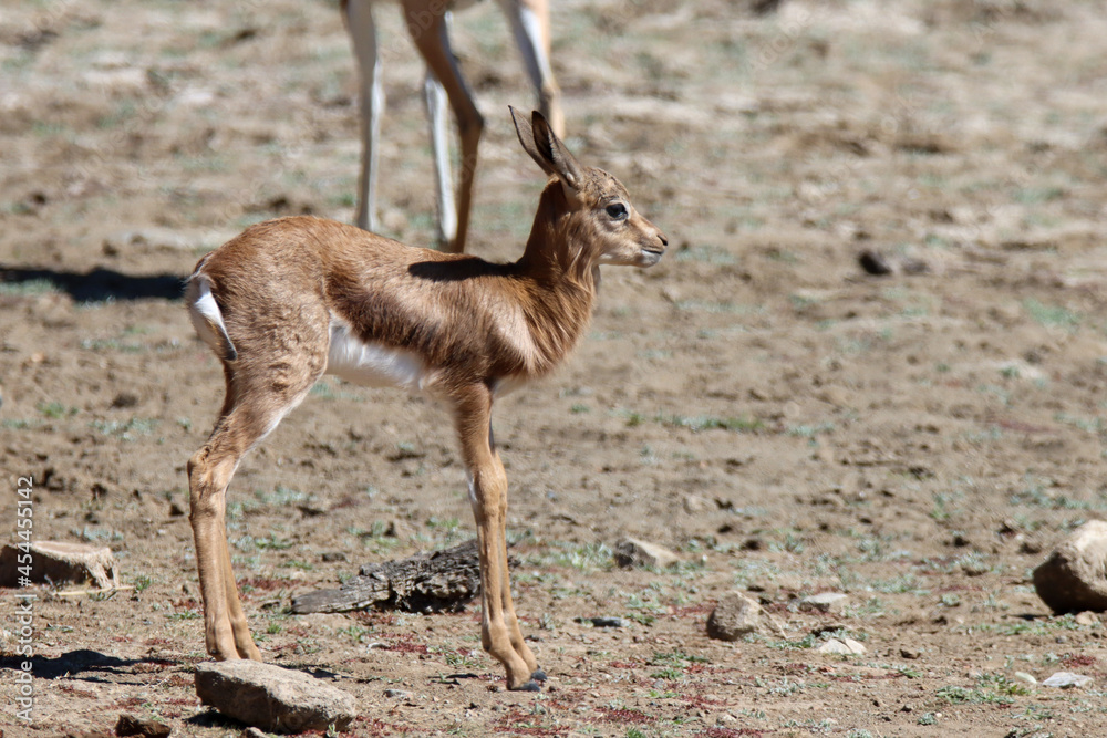 Mountain Zebra National Park, South Africa: baby Springbok Mountain Zebra National Park, South Africa: baby Springbok