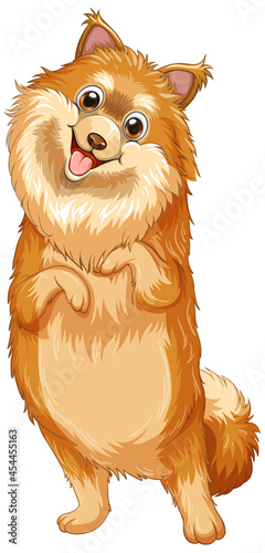 Pomeranian dog cartoon on white background
