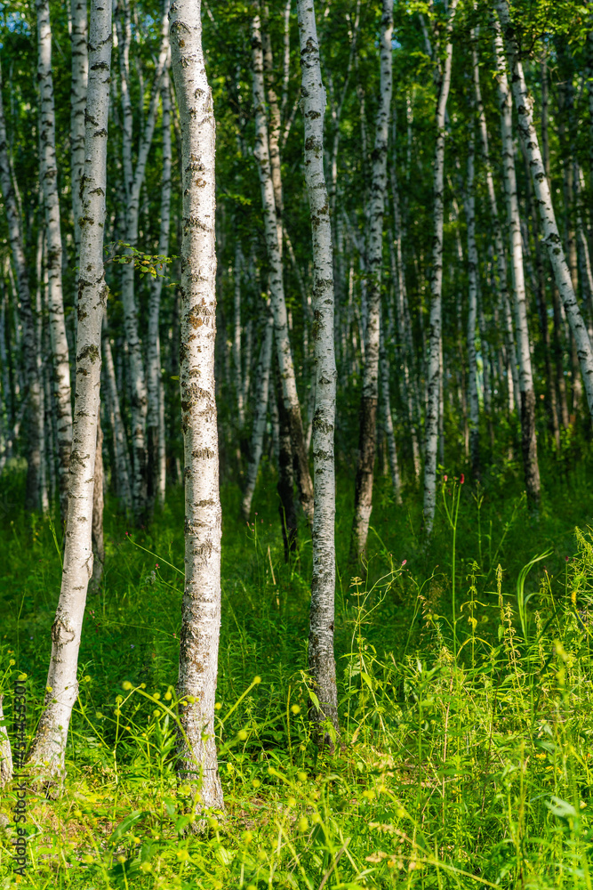 Inside view of a white birch forest during summer time. Inside view of a white birch forest during summer time.