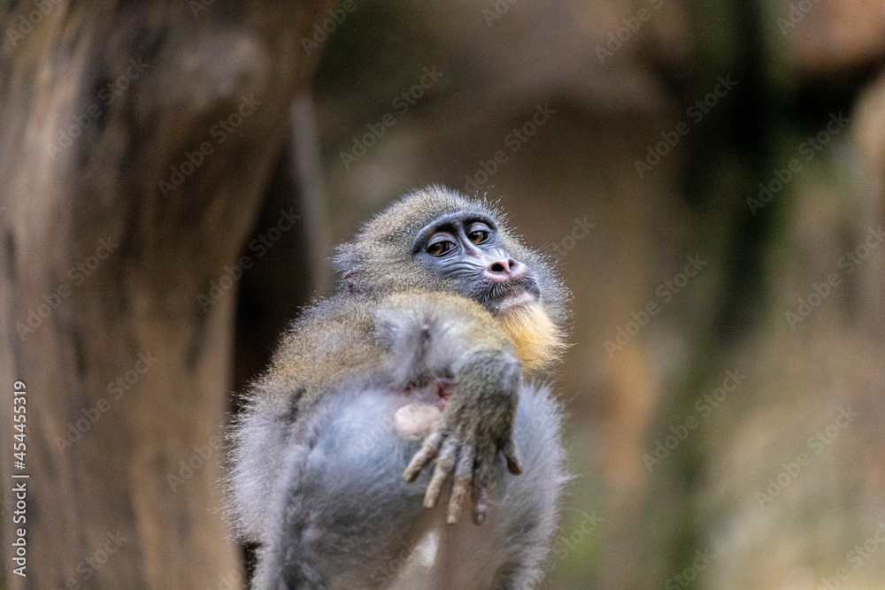 Obraz premium Funny monkey face with bokeh background.