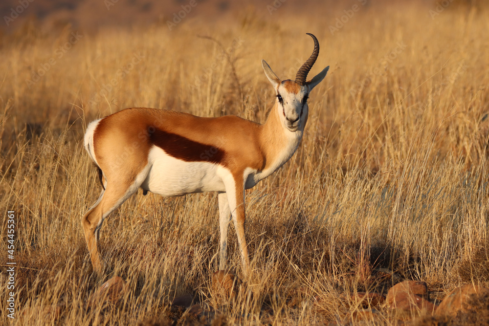 Mountain Zebra National Park, South Africa: one horned Springbok ram probably lost one in a fight over mating rights Mountain Zebra National Park, South Africa: one horned Springbok ram probably lost one in a fight over mating rights