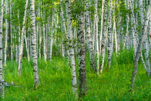 Inside view of a white birch forest during summer time.