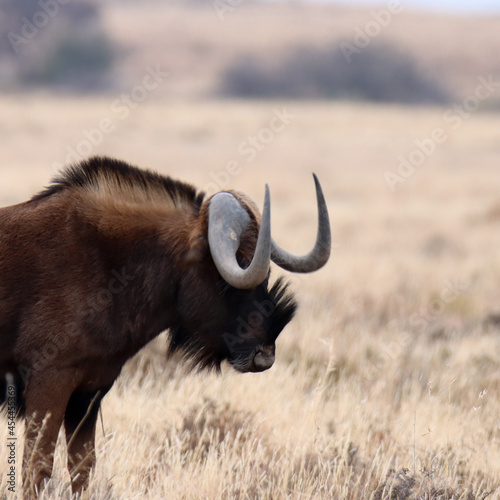 Fototapeta Naklejka Na Ścianę i Meble -  Mountain Zebra National Park, South Africa: Connochaetes gnou the Black wildebeest
