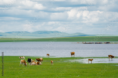 The summer landscape of the grassland in Hulunbuir, Inner Mongolia, China.