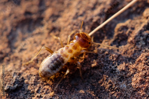 Mountain Zebra National Park, South Africa: Termites at nest © Peter