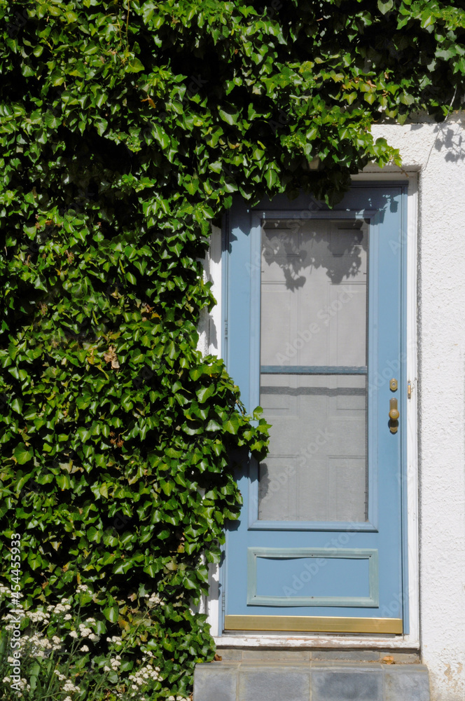 Lush overgrown ivy covering wall and closed blue screen door Lush overgrown ivy covering wall and closed blue screen door