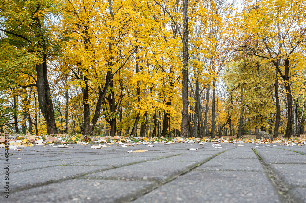 Naklejka premium walkway through autumn park with colorful trees in cloudy day. point view of landing drone.