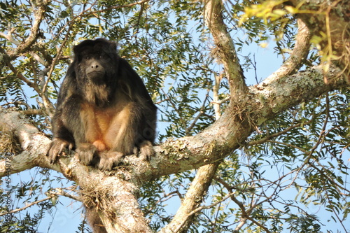 white tailed macaque