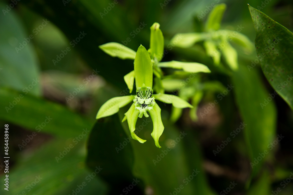 Obraz premium Orquídea de Colombia