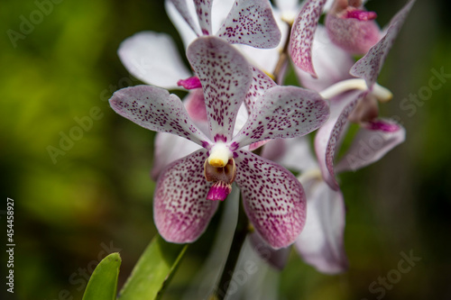 Orquídeas de Colombia