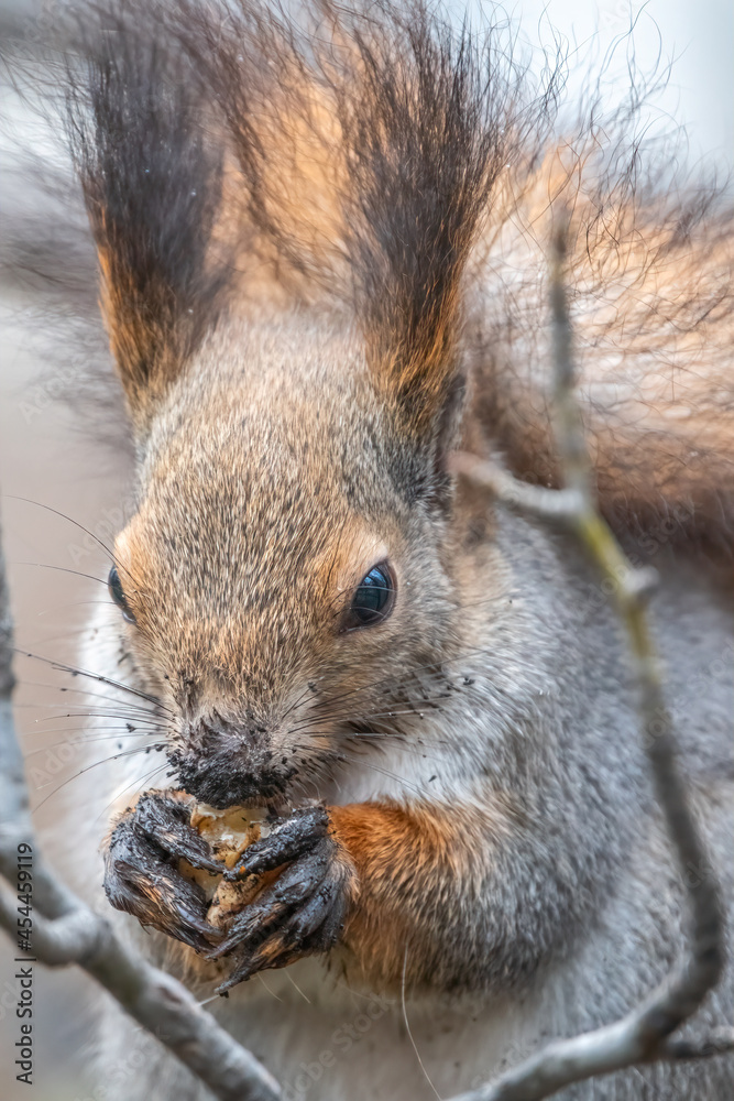 Obraz premium The squirrel with nut sits on tree in the winter or autumn. Eurasian red squirrel, Sciurus vulgaris.