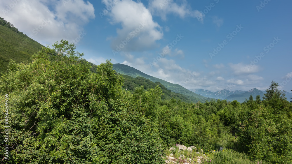 Lush forest at the foot of the mountains. Green deciduous trees against the background of slopes and blue sky. A sunny summer day. Kamchatka.