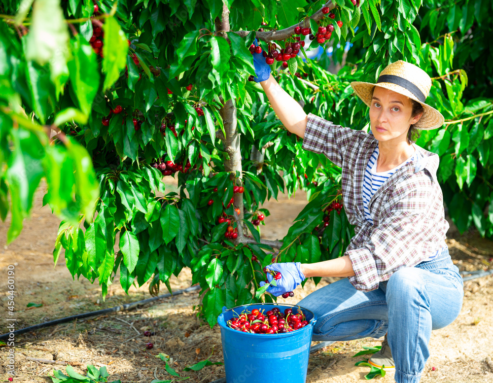 Fototapeta premium Portrait of woman working in farm orchard during summer harvest time, picking fresh ripe sweet cherries