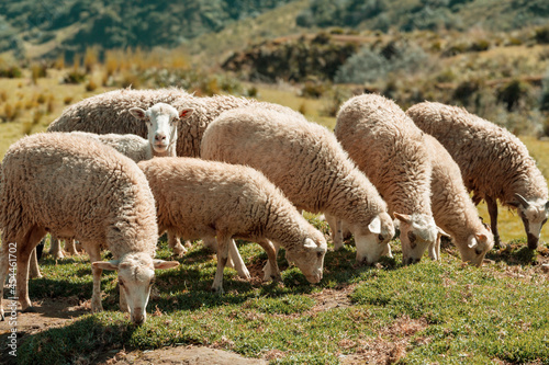Photo Sheeps