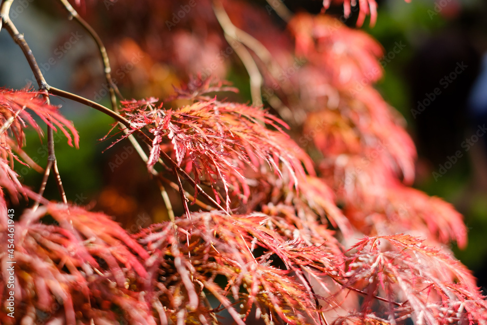 Naklejka premium ベニシダレモミジ 紅枝垂れ紅葉