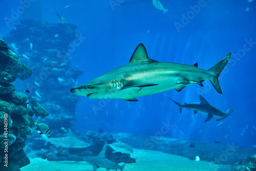 Sharks in large aquarium in the Red Sea swim among other exotic fish