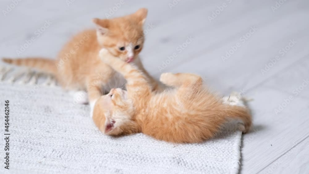 4k Two little red ginger striped playful kittens playing at home. Cats play together, somersault, roll over, make funny poses at grey floor. Healthy adorable domestic pets and cats. 4k Two little red ginger striped playful kittens playing at home. Cats play together, somersault, roll over, make funny poses at grey floor. Healthy adorable domestic pets and cats.