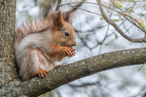 The squirrel with nut sits on a branches in the spring or summer.