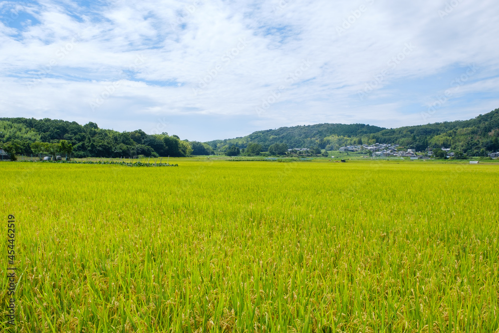 水田が広がる農村の風景　京都府木津川市