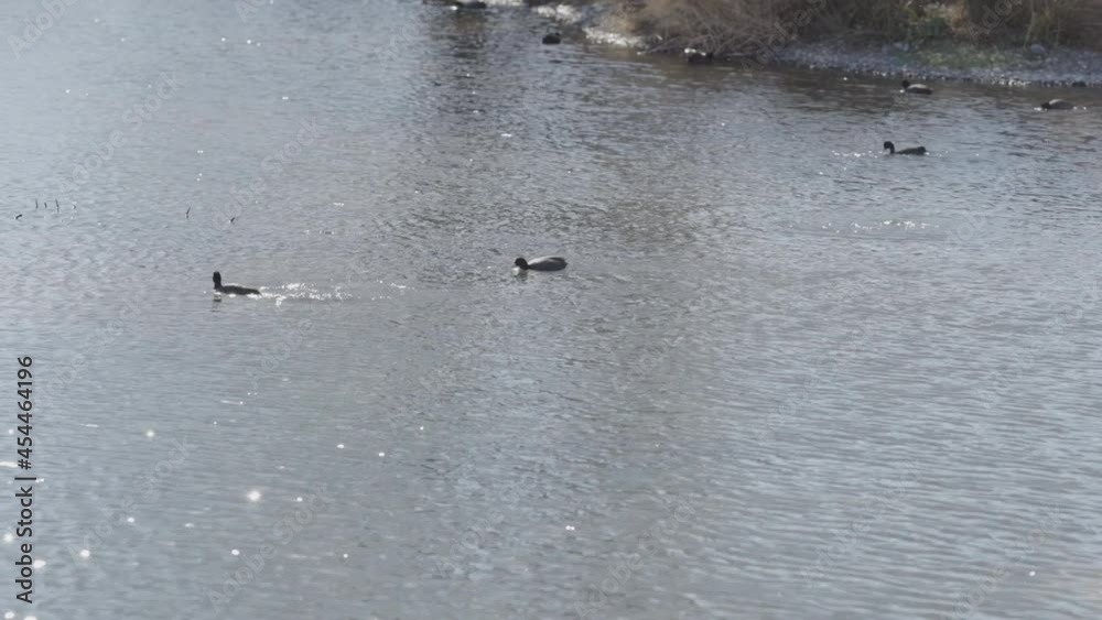 A pond where duck-like black vogels called coots dives to feed, and its ripples sparkle brilliantly illuminated by sunshine (2)