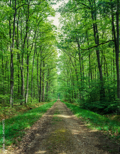 フランス　森の中に一本の道 © kiyo