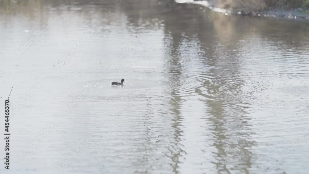 A pond where a nest of duck-like black vogels called coots swim around joyfully and their ripples remain (4) A pond where a nest of duck-like black vogels called coots swim around joyfully and their ripples remain (4)