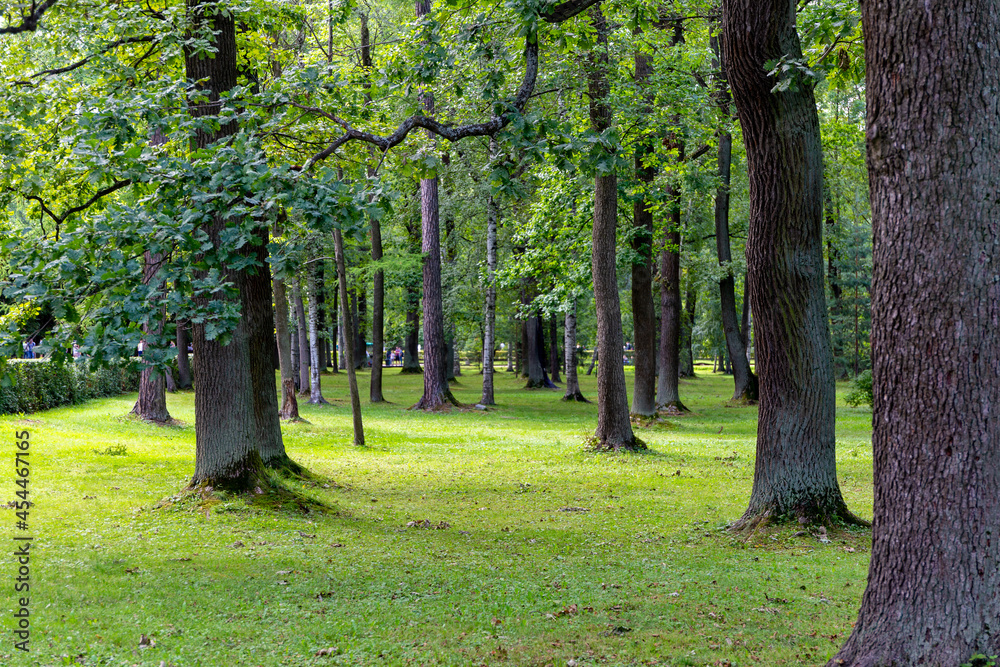 Naklejka premium trees in the forest in summertime