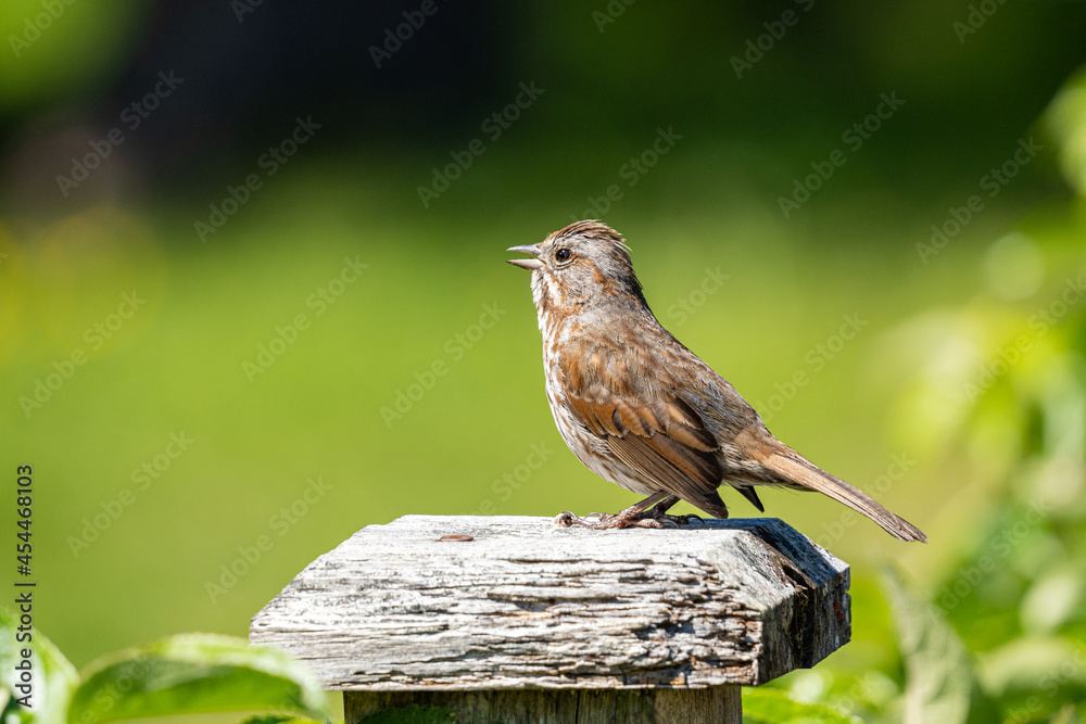 singing sparrow standing on top of a wooden fence in the park on a sunny day singing sparrow standing on top of a wooden fence in the park on a sunny day