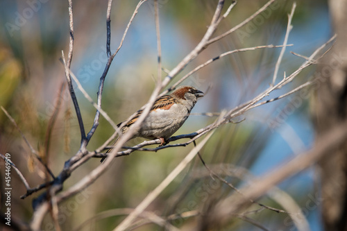Portrait of a house sparrow on a bush close up 
