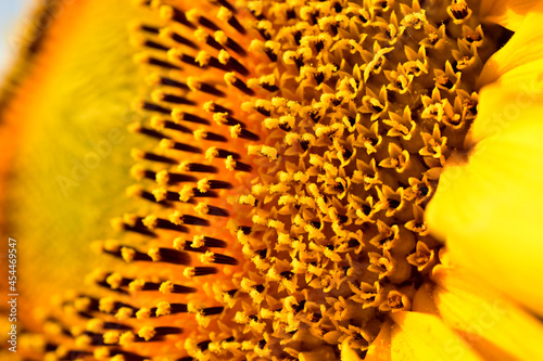 Macro shot of a blooming sunflower. Texture drawing. photo
