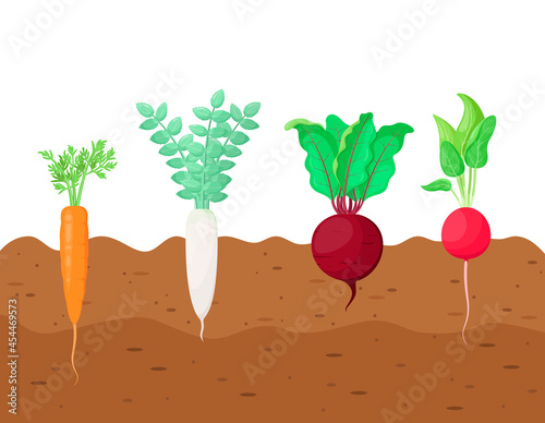A set of vegetables in the garden in a cartoon style. Carrots, radishes, beets, radishes.