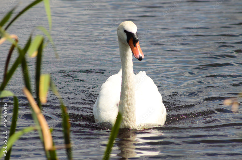 Naklejka premium Single white swan swimming on lake with ripples closeup view