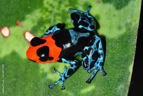 Ranitomeya benedicta photo