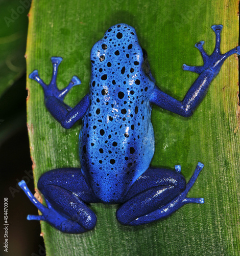 Photos Dendrobates tinctorius azureus