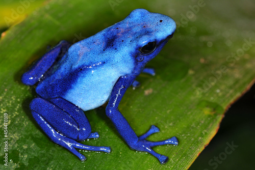 Fotografie Dendrobates tinctorius azureus