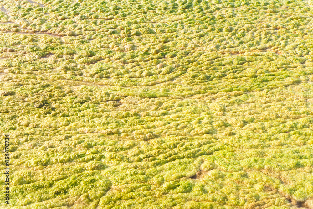 Water algae. Water algae.