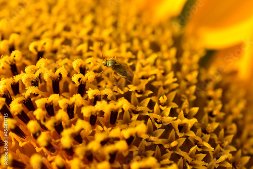 Macro shot of a blooming sunflower with numerous rows of flowers and pollen on them. Texture drawing. photo