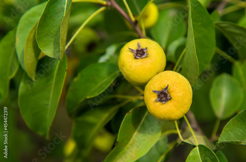 Wild pears in the forest.