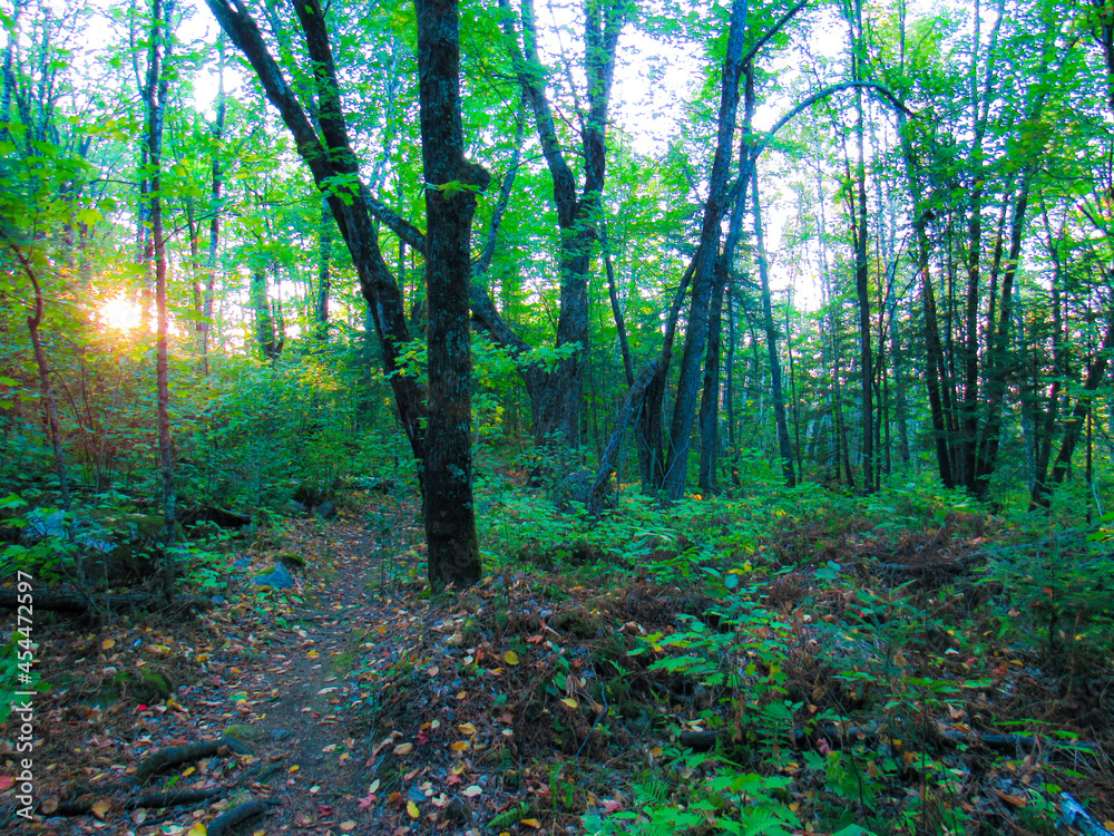 Obraz premium Sunset In The Forest