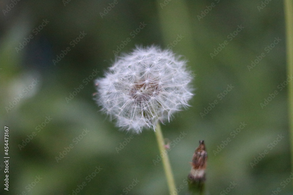 Dandelion clock against soft green blurred background with copy space Dandelion clock against soft green blurred background with copy space