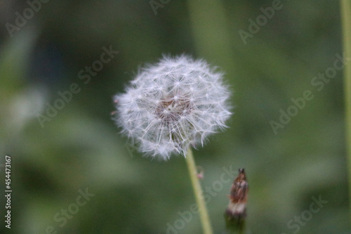Dandelion clock against soft green blurred background with copy space