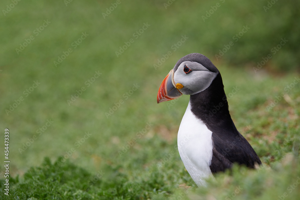 puffin standing on a rock cliff . fratercula arctica puffin standing on a rock cliff . fratercula arctica