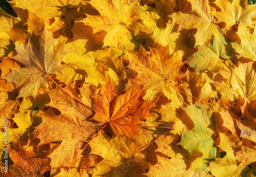 Autumn yellow and orange maple leaves background