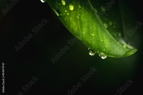 Rain water on green leaf macro.Beautiful drops and leaf texture in nature.